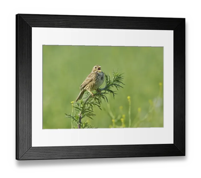 Framed Print : Corn Bunting (Miliaria calandra) adult, singing, perched on stem, on set-a-side field in farmland, Warwickshire, England, june Framed Print : Corn Bunting (Miliaria calandra) adult, singing, perched on stem, on set-a-side field in farmland, Warwickshire, England, june