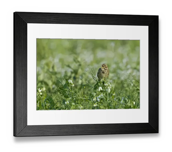 Framed Print : Corn Bunting (Miliaria calandra) adult, singing, perched in pea crop, Warwickshire, England, june Framed Print : Corn Bunting (Miliaria calandra) adult, singing, perched in pea crop, Warwickshire, England, june