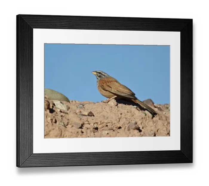 Framed Print : House Bunting (Emberiza striolata) adult male, standing on ground, Ouarzazate, Morocco, february Framed Print : House Bunting (Emberiza striolata) adult male, standing on ground, Ouarzazate, Morocco, february