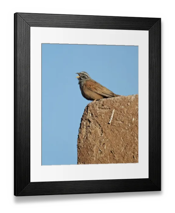 Framed Print : House Bunting (Emberiza striolata) adult male, calling, standing on adobe wall, Ouarzazate, Morocco, february Framed Print : House Bunting (Emberiza striolata) adult male, calling, standing on adobe wall, Ouarzazate, Morocco, february