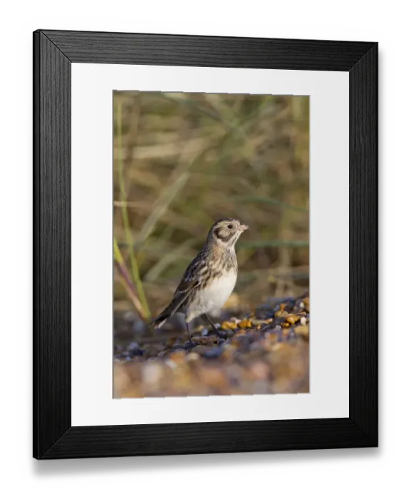 Framed Print : Lapland Bunting (Calcarius lapponicus) juvenile, first winter plumage, standing on beach, Minsmere RSPB Reserve, Suffolk, England, september Framed Print : Lapland Bunting (Calcarius lapponicus) juvenile, first winter plumage, standing on beach, Minsmere RSPB Reserve, Suffolk, England, september