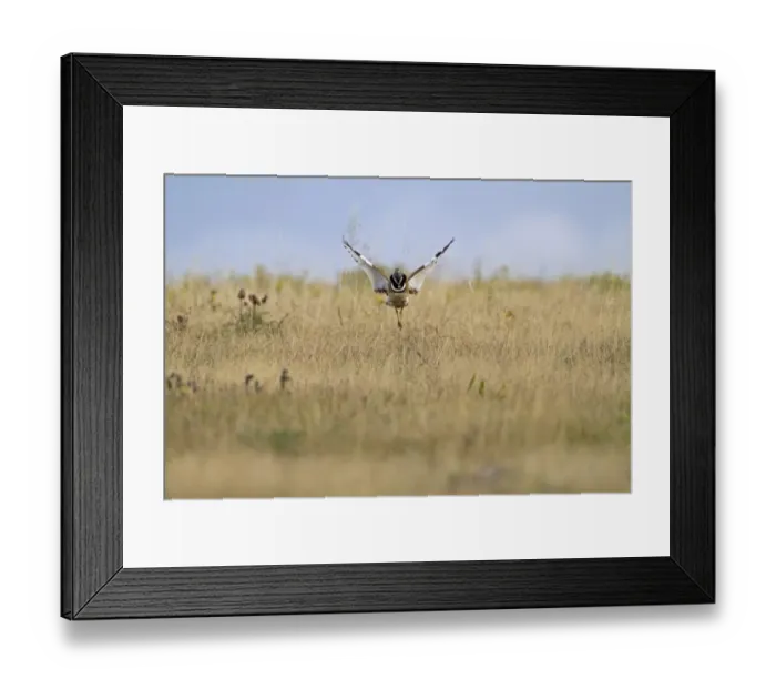 Framed Print : Little Bustard (Tetrax tetrax) adult male, jumping display, Extremadura, Spain, may Framed Print : Little Bustard (Tetrax tetrax) adult male, jumping display, Extremadura, Spain, may