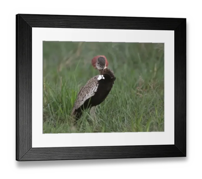 Framed Print : Red-crested Bustard (Eupodotis ruficrista) adult male, displaying, Okavango Delta, Botswana Framed Print : Red-crested Bustard (Eupodotis ruficrista) adult male, displaying, Okavango Delta, Botswana