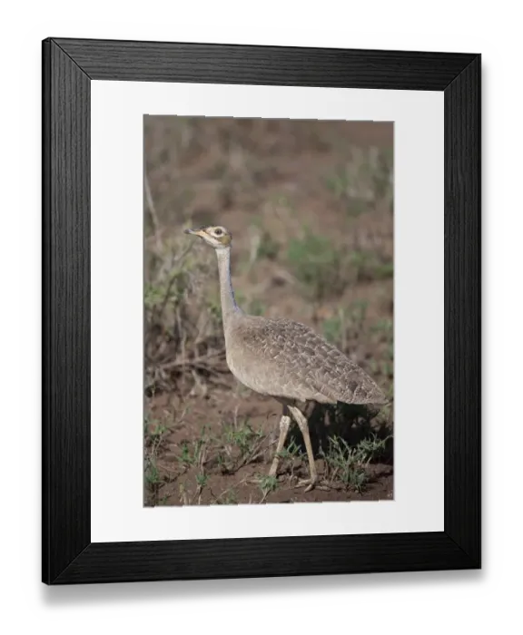Framed Print : Northern White-bellied Bustard (Eupodotis senegalensis) adult female, walking, Serengeti N. P. Tanzania, november