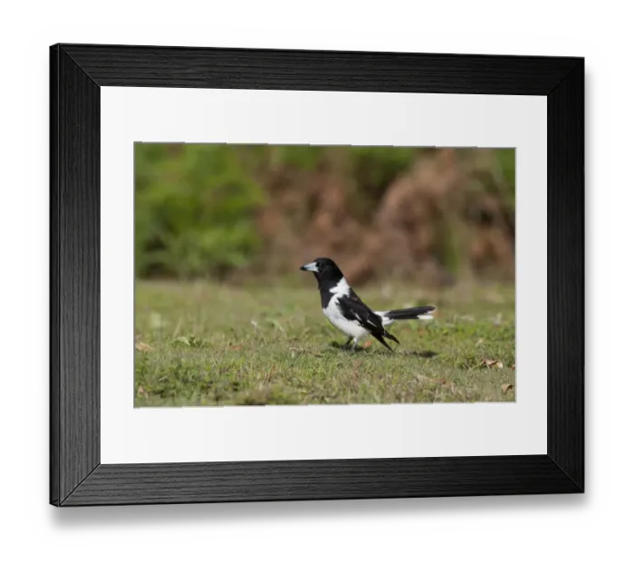 Framed Print : Pied Butcherbird (Cracticus nigrogularis) adult, standing on short grass, Queensland, Australia Framed Print : Pied Butcherbird (Cracticus nigrogularis) adult, standing on short grass, Queensland, Australia