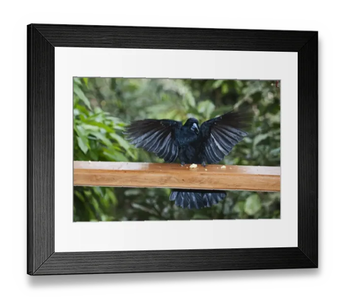 Framed Print : Black Butcherbird (Cracticus quoyi) adult, with wings spread, feeding on scraps from verandah, Atherton Tableland, Queensland, Australia