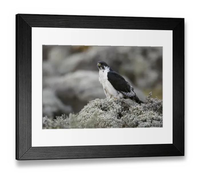 Framed Print : Augur Buzzard (Buteo augur) adult, perched on plant in afro-alpine heathland, Bale Mountains, Oromia, Ethiopia Framed Print : Augur Buzzard (Buteo augur) adult, perched on plant in afro-alpine heathland, Bale Mountains, Oromia, Ethiopia