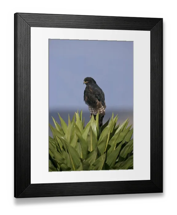 Framed Print : Augur Buzzard (Buteo augur) dark morph, adult, perched on giant lobelia, Bale Mountains, Oromia, Ethiopia Framed Print : Augur Buzzard (Buteo augur) dark morph, adult, perched on giant lobelia, Bale Mountains, Oromia, Ethiopia