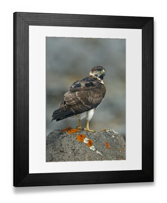 Framed Print : Augur Buzzard (Buteo augur) immature, standing on rock, Bale Mountains, Oromia, Ethiopia Framed Print : Augur Buzzard (Buteo augur) immature, standing on rock, Bale Mountains, Oromia, Ethiopia