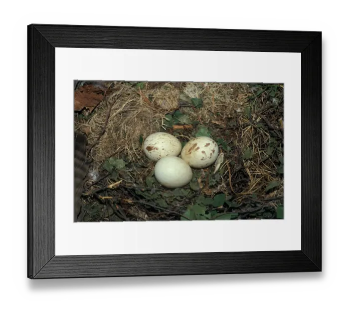 Framed Print : Buzzard (Buteo buteo) Eggs
