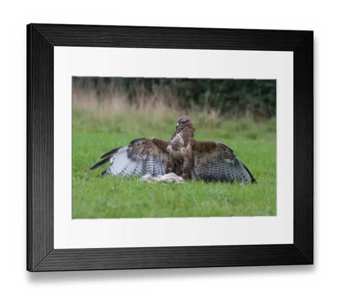 Framed Print : Common Buzzard (Buteo buteo) adult, mantling European Rabbit (Oryctolagus cuniculus) prey, captive Framed Print : Common Buzzard (Buteo buteo) adult, mantling European Rabbit (Oryctolagus cuniculus) prey, captive