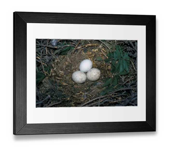 Framed Print : Buzzard (Buteo buteo) Three eggs in nest Framed Print : Buzzard (Buteo buteo) Three eggs in nest