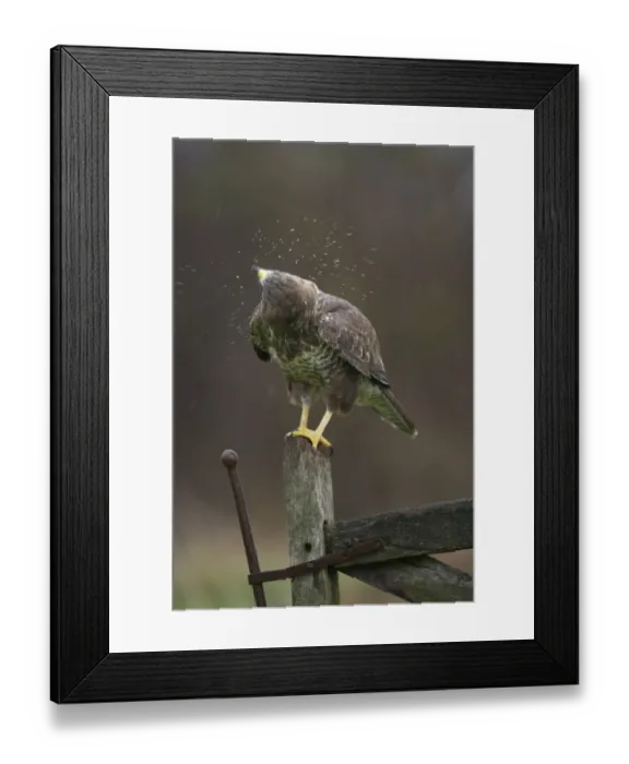 Framed Print : Common Buzzard (Buteo buteo) adult, shaking rain off feathers, perched on gate, Gloucestershire, England (captive) Framed Print : Common Buzzard (Buteo buteo) adult, shaking rain off feathers, perched on gate, Gloucestershire, England (captive)