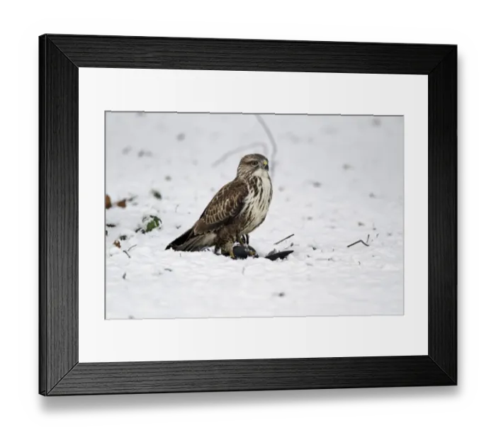 Framed Print : Common Buzzard (Buteo buteo) adult, with Common Moorhen (Gallinula chloropus) prey in snow, West Midlands, England, december Framed Print : Common Buzzard (Buteo buteo) adult, with Common Moorhen (Gallinula chloropus) prey in snow, West Midlands, England, december