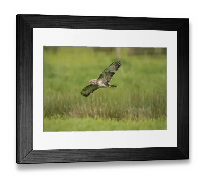 Framed Print : Common Buzzard (Buteo buteo) adult, calling in flight, Powys, Wales Framed Print : Common Buzzard (Buteo buteo) adult, calling in flight, Powys, Wales
