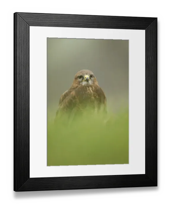 Framed Print : Common Buzzard (Buteo buteo) adult male, standing in grass, Sheffield, South Yorkshire, England, april (captive) Framed Print : Common Buzzard (Buteo buteo) adult male, standing in grass, Sheffield, South Yorkshire, England, april (captive)