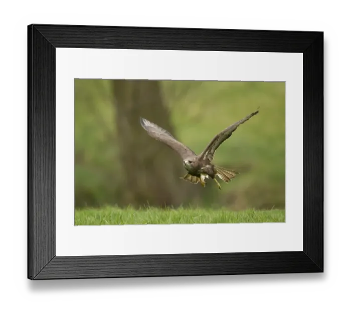 Framed Print : Common Buzzard (Buteo buteo) adult male, in low flight, Sheffield, South Yorkshire, England, april (captive) Framed Print : Common Buzzard (Buteo buteo) adult male, in low flight, Sheffield, South Yorkshire, England, april (captive)