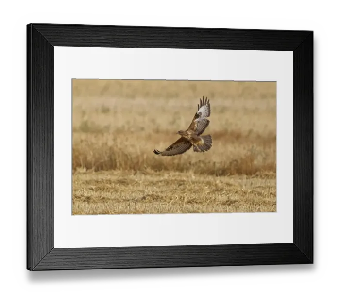Framed Print : Common Buzzard (Buteo buteo) adult, in flight over stubble field, Northern Spain, july Framed Print : Common Buzzard (Buteo buteo) adult, in flight over stubble field, Northern Spain, july