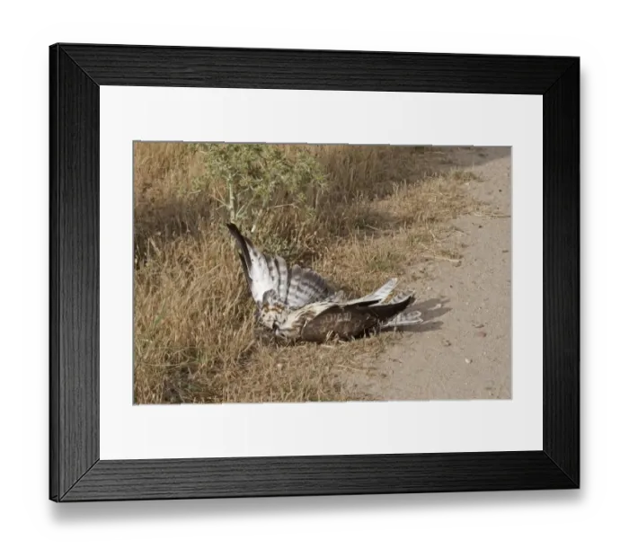 Framed Print : Common Buzzard (Buteo buteo) dead adult, at edge of track, Northern Spain, july Framed Print : Common Buzzard (Buteo buteo) dead adult, at edge of track, Northern Spain, july