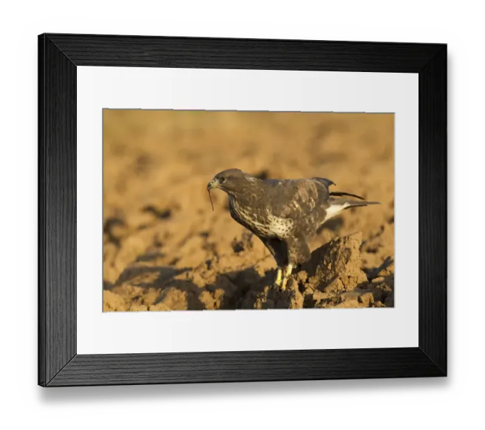 Framed Print : Common Buzzard (Buteo buteo) adult, feeding on earthworm in ploughed field, Yorkshire, England, november (captive) Framed Print : Common Buzzard (Buteo buteo) adult, feeding on earthworm in ploughed field, Yorkshire, England, november (captive)