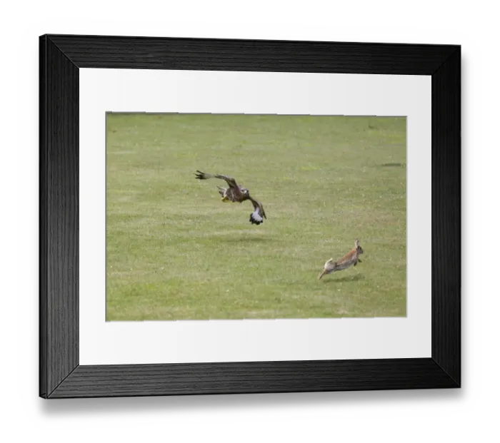 Framed Print : Common Buzzard (Buteo buteo) adult, in flight, chasing European Rabbit (Oryctolagus cunniculus) prey (composite image) Framed Print : Common Buzzard (Buteo buteo) adult, in flight, chasing European Rabbit (Oryctolagus cunniculus) prey (composite image)