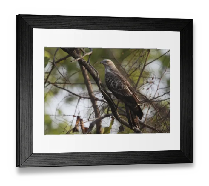 Framed Print : Oriental Honey-buzzard (Pernis ptilorhynchus) immature, perched on branch, Kanha N. P. Madhya Pradesh, India Framed Print : Oriental Honey-buzzard (Pernis ptilorhynchus) immature, perched on branch, Kanha N. P. Madhya Pradesh, India