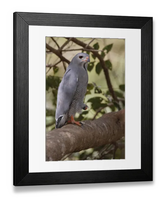 Framed Print : Lizard Buzzard (Kaupifalco monogrammicus) adult, perched on branch, Gambia, january Framed Print : Lizard Buzzard (Kaupifalco monogrammicus) adult, perched on branch, Gambia, january