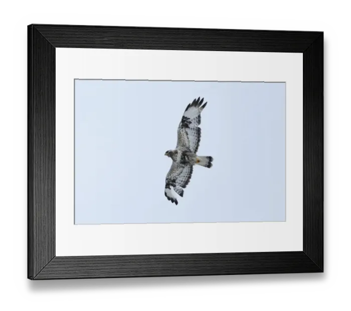 Framed Print : Rough-legged Buzzard (Buteo lagopus) adult, in flight, calling, Varanger, Norway, may Framed Print : Rough-legged Buzzard (Buteo lagopus) adult, in flight, calling, Varanger, Norway, may