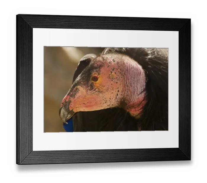 Framed Print : California Condor (Gymnogyps californianus) adult, close-up of head, Arizona, U. S. A. april