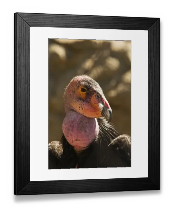 Framed Print : California Condor (Gymnogyps californianus) adult, close-up of head, Arizona, U. S. A. april