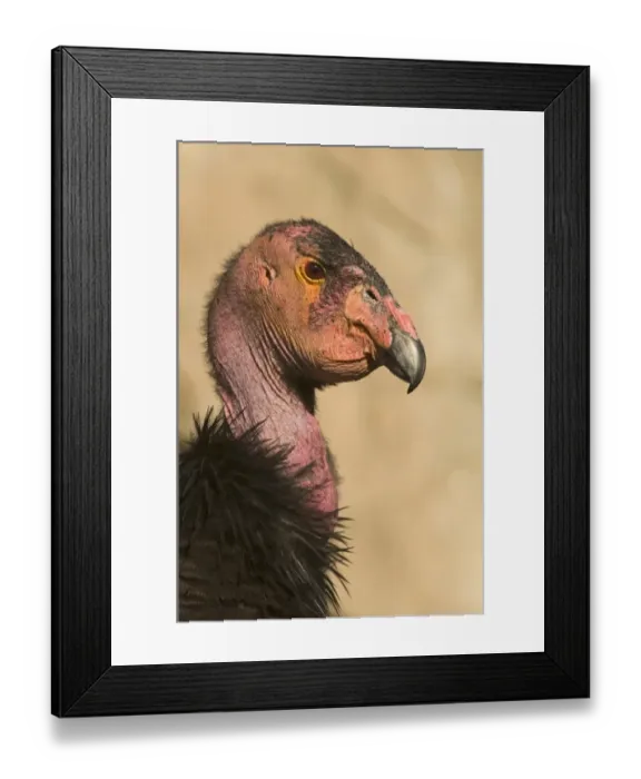 Framed Print : California Condor (Gymnogyps californianus) adult, close-up of head, Arizona, U. S. A. april Framed Print : California Condor (Gymnogyps californianus) adult, close-up of head, Arizona, U. S. A. april