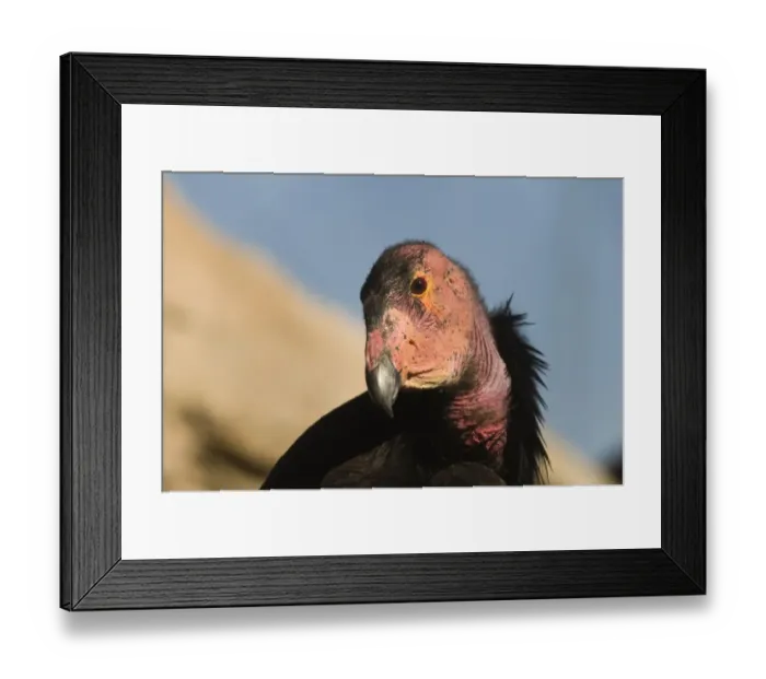 Framed Print : California Condor (Gymnogyps californianus) adult, close-up of head, Arizona, U. S. A. april
