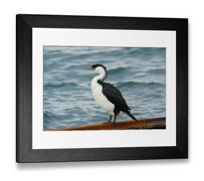 Framed Print : Black-faced Cormorant (Phalacrocorax fuscescens) adult, standing on rusty metal beside sea, Kangaroo Island Framed Print : Black-faced Cormorant (Phalacrocorax fuscescens) adult, standing on rusty metal beside sea, Kangaroo Island
