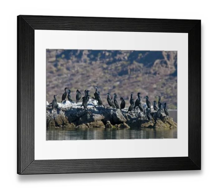Framed Print : Brandt's Cormorant (Phalacrocorax penicillatus) flock, standing on coastal rocks, Bahia de la Concepcion, Baja California Sur, Mexico, march Framed Print : Brandt's Cormorant (Phalacrocorax penicillatus) flock, standing on coastal rocks, Bahia de la Concepcion, Baja California Sur, Mexico, march