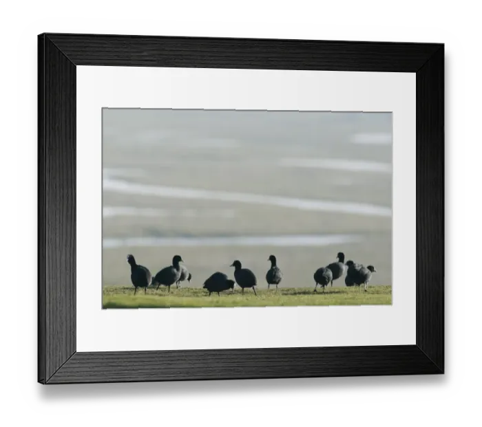 Framed Print : Common Coot (Fulica atra) adults, flock feeding on grazing marsh, North Kent Marshes, Kent, England, february