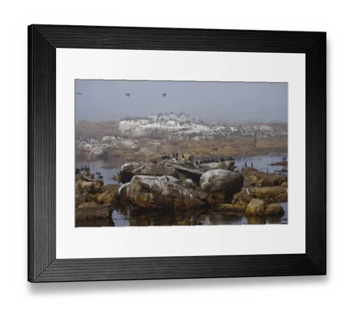 Framed Print : Cape Cormorant (Phalacrocorax capensis) colony, standing on rocks in sea mist, Cape of Good Hope, Cape Peninsula, South Africa Framed Print : Cape Cormorant (Phalacrocorax capensis) colony, standing on rocks in sea mist, Cape of Good Hope, Cape Peninsula, South Africa