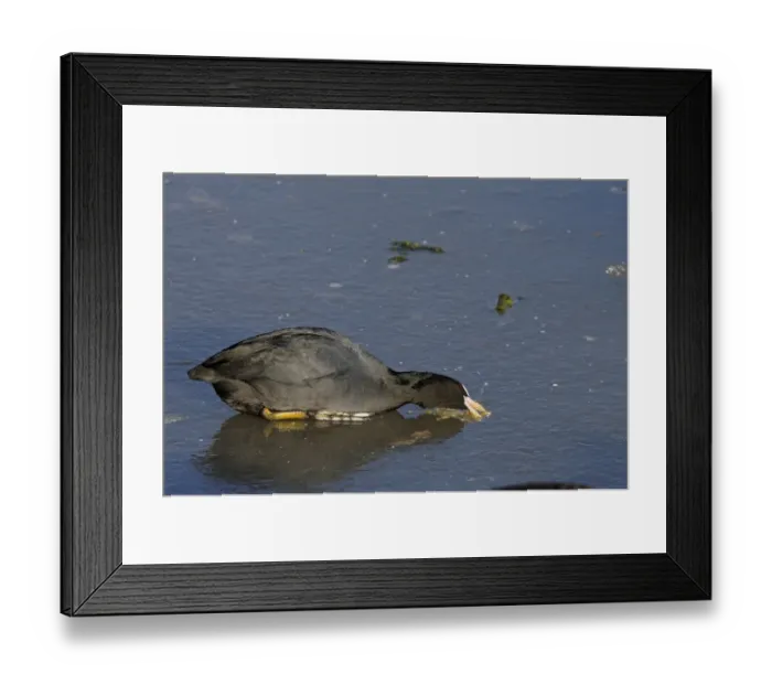 Framed Print : Common Coot (Fulica atra) adult, sitting on ice, trying to feed, Slimbridge, Gloucestershire, England, december Framed Print : Common Coot (Fulica atra) adult, sitting on ice, trying to feed, Slimbridge, Gloucestershire, England, december