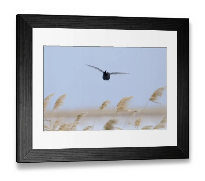 Framed Print : Common Coot (Fulica atra) adult, in flight over reedbed, Norfolk, England, winter