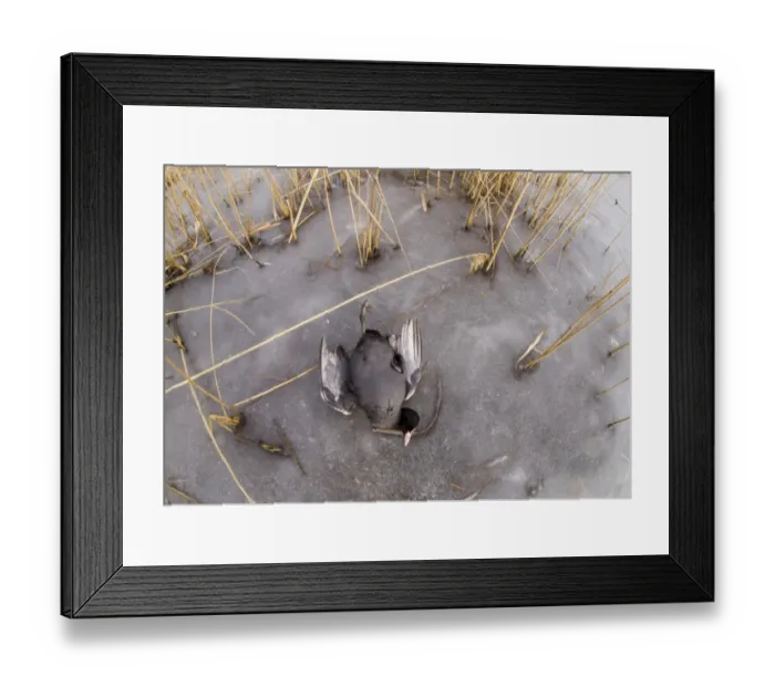Framed Print : Common Coot (Fulica atra) dead adult, victim of cold weather, on frozen lake, Bulgaria, february Framed Print : Common Coot (Fulica atra) dead adult, victim of cold weather, on frozen lake, Bulgaria, february