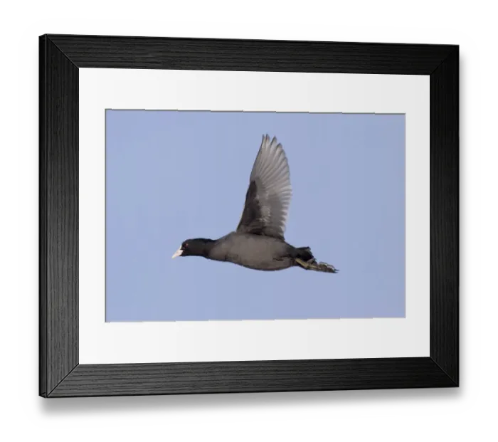 Framed Print : Common Coot (Fulica atra) adult, in flight, Norfolk, England, winter Framed Print : Common Coot (Fulica atra) adult, in flight, Norfolk, England, winter