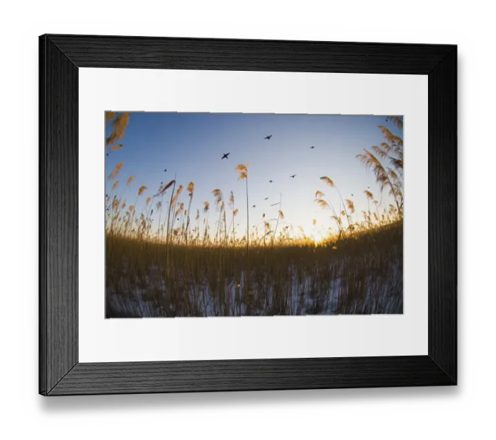Framed Print : Common Coot (Fulica atra) adults, in flight, gathering in reedbed habitat to roost at dusk, England, winter Framed Print : Common Coot (Fulica atra) adults, in flight, gathering in reedbed habitat to roost at dusk, England, winter
