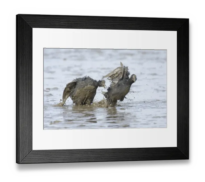 Framed Print : Common Coot (Fulica atra) two adults, fighting in territorial dispute, in muddy water, Norfolk, England, spring