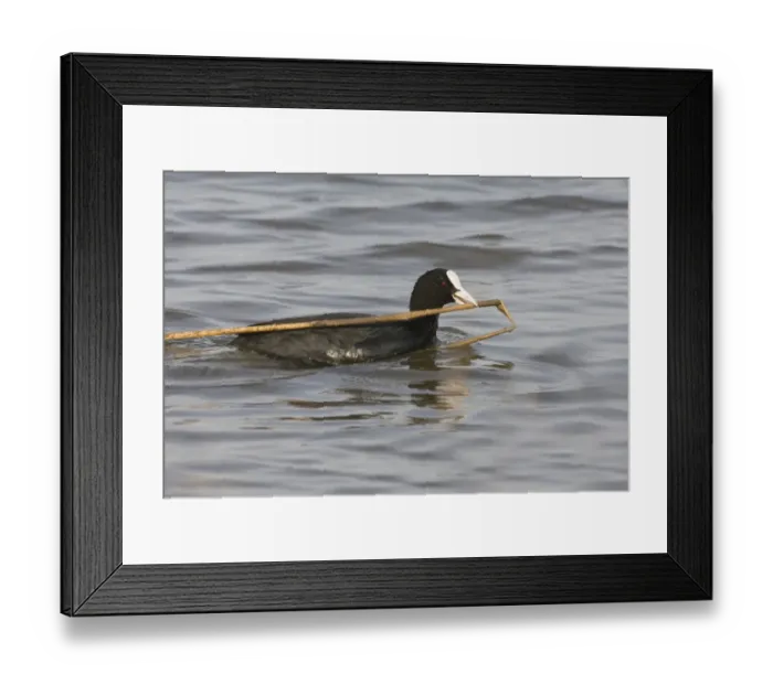 Framed Print : Common Coot (Fulica atra) adult, swimming, carrying nesting material in beak, Titchwell RSPB Reserve, Norfolk, England, march Framed Print : Common Coot (Fulica atra) adult, swimming, carrying nesting material in beak, Titchwell RSPB Reserve, Norfolk, England, march