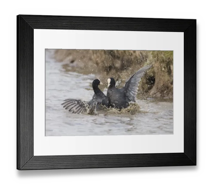 Framed Print : Common Coot (Fulica atra) two adults, fighting in territorial dispute, Norfolk, England, spring Framed Print : Common Coot (Fulica atra) two adults, fighting in territorial dispute, Norfolk, England, spring