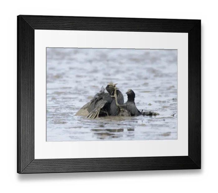 Framed Print : Common Coot (Fulica atra) two adults, fighting in territorial dispute, in muddy water, Norfolk, England, spring Framed Print : Common Coot (Fulica atra) two adults, fighting in territorial dispute, in muddy water, Norfolk, England, spring