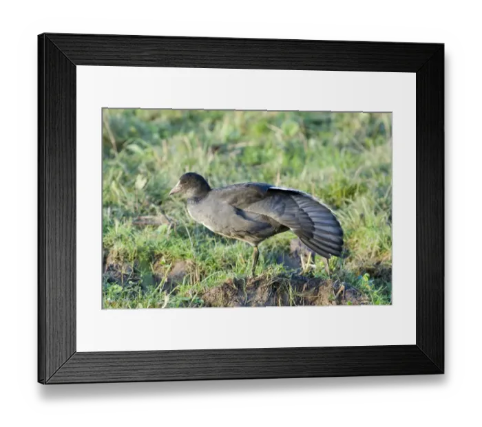 Framed Print : Common Coot (Fulica atra) juvenile, stretching wing, Cley, Norfolk, England, october