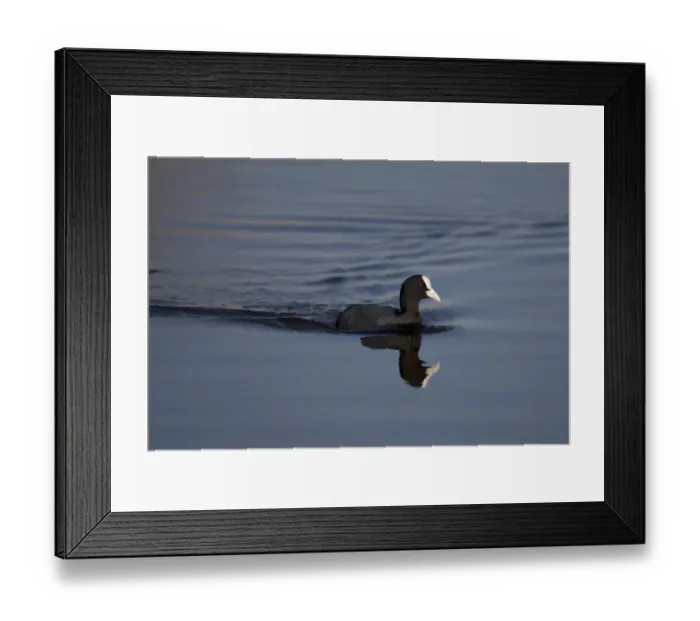Framed Print : Common Coot (Fulica atra) adult, swimming, Strumpshaw Fen RSPB Reserve, River Yare, The Broads, Norfolk, England, march Framed Print : Common Coot (Fulica atra) adult, swimming, Strumpshaw Fen RSPB Reserve, River Yare, The Broads, Norfolk, England, march