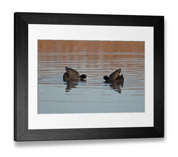 Framed Print : Common Coot (Fulica atra) two adults, squaring up to fight on water, Strumpshaw Fen RSPB Reserve, River Yare, The Broads, Norfolk, England, april Framed Print : Common Coot (Fulica atra) two adults, squaring up to fight on water, Strumpshaw Fen RSPB Reserve, River Yare, The Broads, Norfolk, England, april