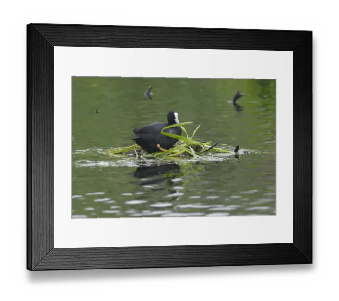 Framed Print : Common Coot (Fulica atra) adult, nest building, arranging nesting material, Yorkshire, England, may Framed Print : Common Coot (Fulica atra) adult, nest building, arranging nesting material, Yorkshire, England, may