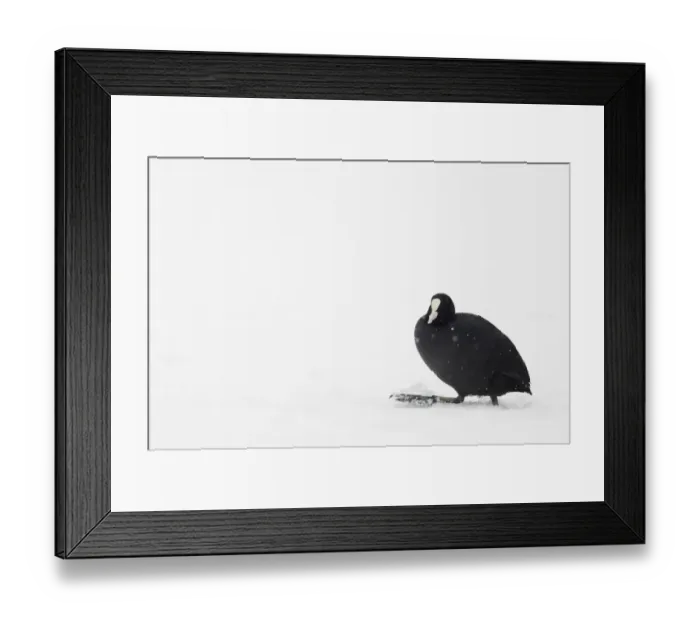 Framed Print : Common Coot (Fulica atra) adult, walking across fresh snow during light snow shower, Telford, Shropshire, England, winter Framed Print : Common Coot (Fulica atra) adult, walking across fresh snow during light snow shower, Telford, Shropshire, England, winter